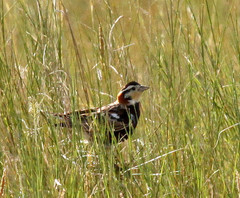 Calcarius ornatus