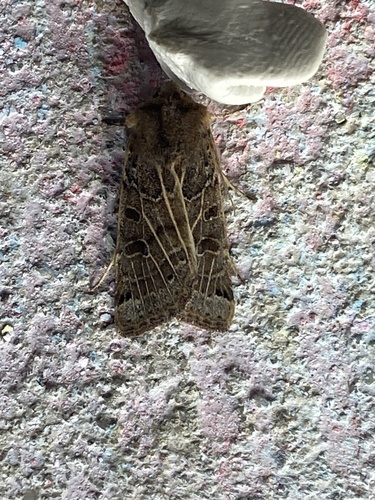 Lunar Underwing photo 6