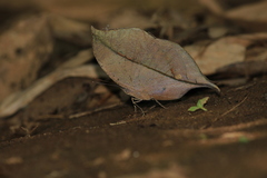Kallima horsfieldii