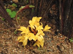 Goeppertia rufibarba