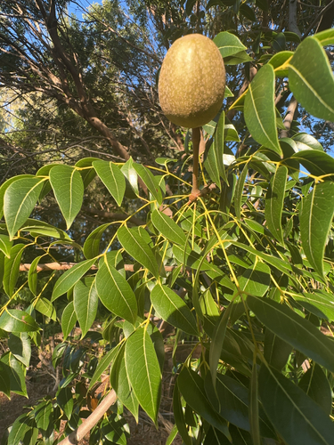 Swietenia mahagoni, 2024-12-19