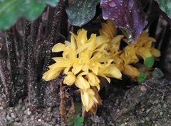 Goeppertia rufibarba