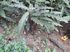 Goeppertia rufibarba