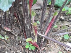 Goeppertia rufibarba