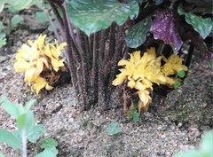 Goeppertia rufibarba