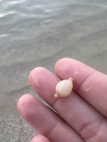 Pustularia cicercula observed 2024-12-19