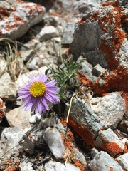 Erigeron pygmaeus