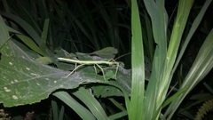 Pseudosermyle tridens