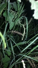 Pseudosermyle tridens