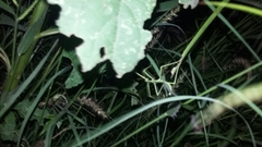 Pseudosermyle tridens