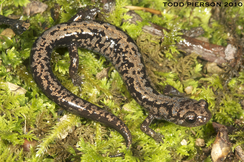 Weller's Salamander