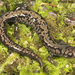 Salamandra de Weller - Photo (c) Todd Pierson, algunos derechos reservados (CC BY-NC-SA)