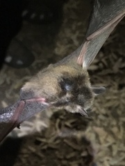 Myotis velifer