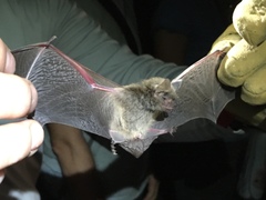 Myotis velifer