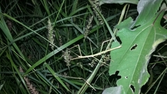 Pseudosermyle tridens