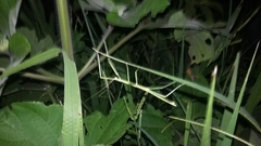 Pseudosermyle tridens