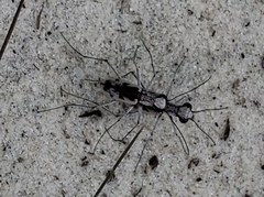 Ellipsoptera hirtilabris