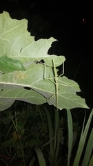 Pseudosermyle tridens