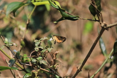 Taractrocera ceramas