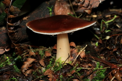 Rhodocollybia incarnata