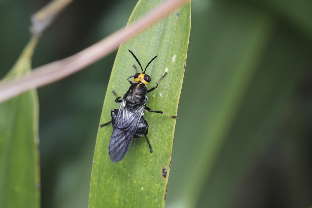 Cyphomyia chinensis