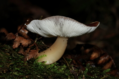 Rhodocollybia incarnata