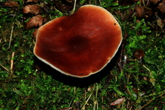 Rhodocollybia incarnata