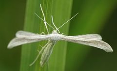 Hellinsia homodactylus