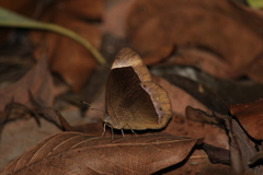 Mycalesis anaxias