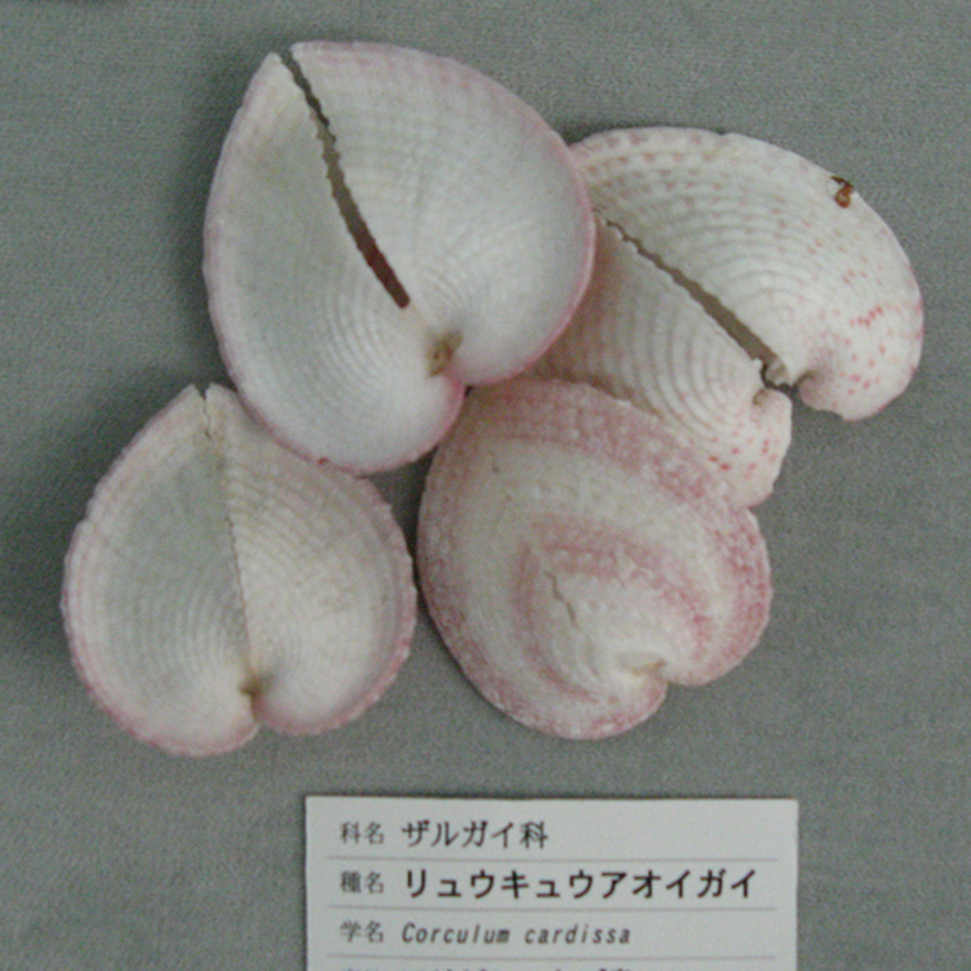 Heart cockle