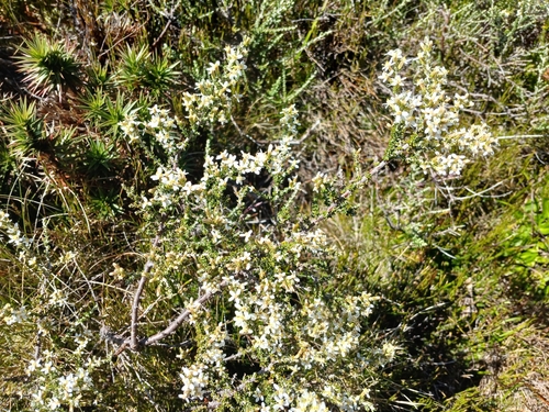 Image of Olearia algida by (c) Leon Perrie, some rights reserved (CC BY)