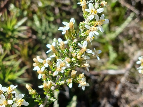 Olearia algida, photograph 3