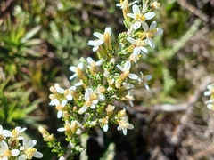 Olearia algida, photograph (c) Leon Perrie, some rights reserved (CC BY)