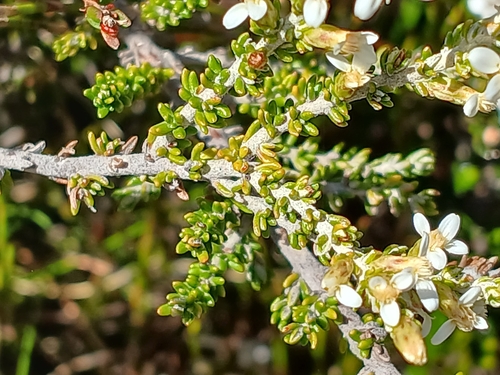 Image of Olearia algida by (c) Leon Perrie, some rights reserved (CC BY)