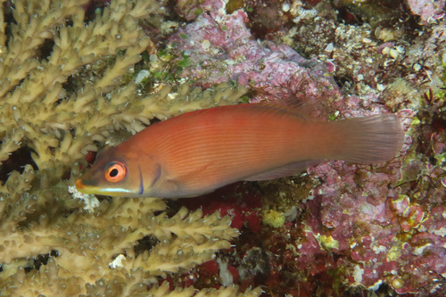 Foto de Tordillo fugaz (Pseudocheilinus evanidus)