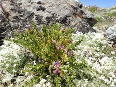 Oxytropis borealis viscida