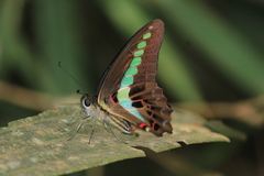 Graphium teredon