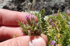 Oxytropis borealis viscida