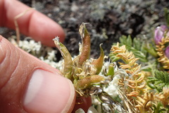 Oxytropis borealis viscida