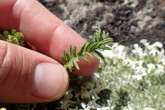 Oxytropis borealis viscida