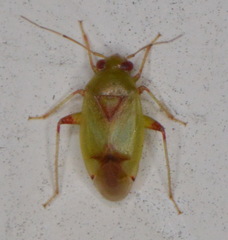Dagbertus olivaceus