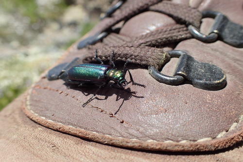 Nuttall's blister beetle photo 5