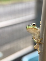 Hyla japonica