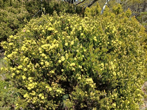 Image of Melaleuca pityoides by (c) Leon Perrie, some rights reserved (CC BY)