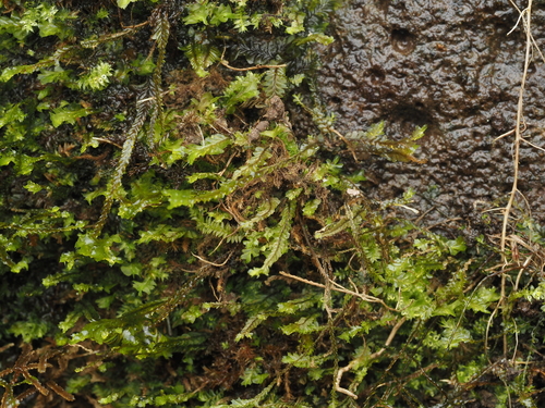 Plagiochila remyana observed 2024-12-13