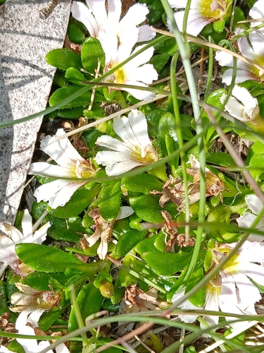 Image of Scaevola hookeri by (c) naturewatchwidow, some rights reserved (CC BY)