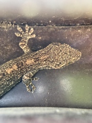 Gekko japonicus