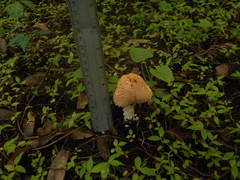 Verrucosporaceae