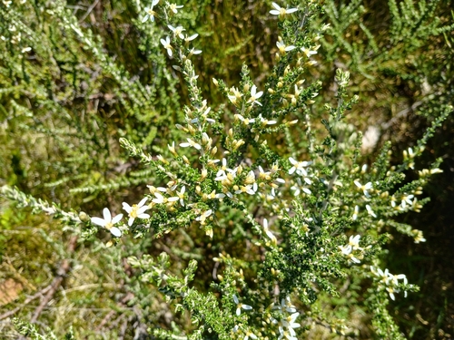 alpine daisy-bush (Olearia algida)