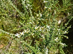 Olearia algida
